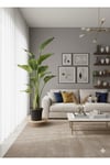 Dev Starliçe (Beyaz Cennet Kuşu Çiçeği) 2 Köklü Strelitzia Nicolai 130 - 160 Cm