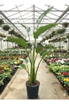 Dev Starliçe (Beyaz Cennet Kuşu Çiçeği) 2 Köklü Strelitzia Nicolai 130 - 160 Cm