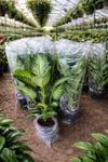 Dev Yapraklı Difenbahya (Dieffenbachia Camilla) Salon Çiçeği 80-100 cm Ağlayan Çiçek