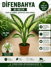 Dev Yapraklı Difenbahya (Dieffenbachia Camilla) Salon Çiçeği 80-100 cm Ağlayan Çiçek
