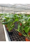 Dev Yapraklı Formlu İkili Deve Tabanı - Monstera Deliciosa Canlı Ev Ofis Bitkisi + Hediyelik Özel