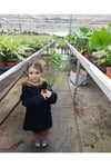 Dev Yapraklı Formlu İkili Deve Tabanı - Monstera Deliciosa Canlı Ev Ofis Bitkisi + Hediyelik Özel