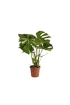 Deve Tabanı Bitkisi 90 110 Cm Monstera Deliciosa Bitkisi Ev Bitkisi Ofis Bitkisi Salon Bitkisi