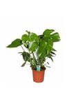 Deve Tabanı Bitkisi 90 110 Cm Monstera Deliciosa Ev Bitkisi Ofis Bitkisi Salon Bitkisi