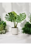 Deve Tabanı Monstera Dekoratif Saksıda 50-60 cm