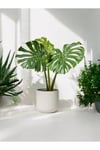 Deve Tabanı Monstera Dekoratif Saksıda 50-60 cm