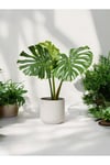 Deve Tabanı Monstera Dekoratif Saksıda 50-60 cm
