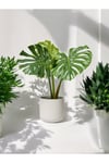 Deve Tabanı Monstera Dekoratif Saksıda 50-60 cm