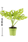 Deve Tabanı ( Monstera Monkey )