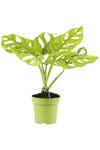 Deve Tabanı ( Monstera Monkey )