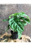 Deve Tabanı, Monstera Obliqua, Monstera Monkey, Delikli
