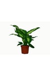 Dieffenbachia 'camilla'