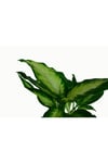 Dieffenbachia 'camilla'