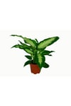 Dieffenbachia 'camilla'