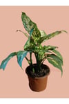 Dieffenbachia Camilla