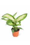 Dieffenbachia Camilla (ıthal) 8,5cm Ø