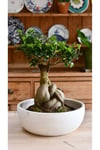 Doğanın Sanatı: Ficus Ginseng Bonsai - Seramik Saksıda