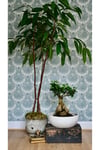 Doğanın Sanatı: Ficus Ginseng Bonsai - Seramik Saksıda