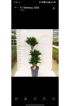 DRACAENA ARTURO 3 PP 3 köklü gövdeli