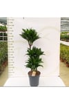 DRACAENA ARTURO 3 PP 3 köklü gövdeli