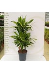 DRACAENA CINTHO MUSTISTAM Anaç ve büyük boy