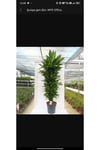 DRACAENA CINTHO MUSTISTAM Anaç ve büyük boy