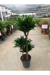 Dracaena Compacta 3 Köklü Ve Gövdeli Bitki