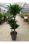 Dracaena Compacta 3 Köklü Ve Gövdeli Bitki