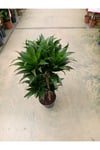 Dracaena Compacta 3 Köklü Ve Gövdeli Bitki