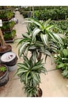 Dracaena Jade Jawel Bitkisi 4'lü