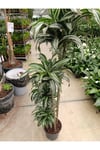 Dracaena Jade Jawel Bitkisi 4'lü