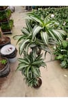 Dracaena Jade Jawel Bitkisi 4'lü