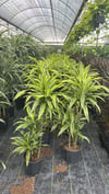 Dracaena Lemon Warneckii 100-120 cm | Özel Üç Gövdeli Ev Ofis Salon Bitkisi