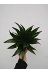 Dracana Compacta