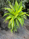 Dracena Lemon Lime XXL 3 Gövdeli