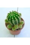 Echinopsis Oxygona Kaynana Topuzu 5,5 Cm Saksılı Kaktüs