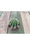 Echinopsis Oxygona Kaynana Topuzu 5,5 Cm Saksılı Kaktüs