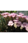 Echinopsis Oxygona Kaynana Topuzu 5,5 Cm Saksılı Kaktüs