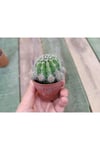 Echinopsis Oxygona Kaynana Topuzu 5,5 Cm Saksılı Kaktüs