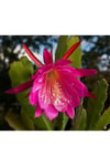Epiphyllum Ackermanii - Atlas Çiçeği - Kırmızı Çiçek Açan Kaktüs