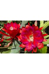 Epiphyllum Ackermanii - Atlas Çiçeği - Kırmızı Çiçek Açan Kaktüs 2 Adet