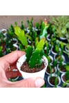 Epiphyllum Ackermanii - Atlas Çiçeği - Kırmızı Çiçek Açan Kaktüs 2 Adet