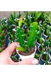 Epiphyllum Ackermanii - Atlas Çiçeği - Kırmızı Çiçek Açan Kaktüs 2 Adet