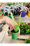 Epiphyllum Anguliger atlas zıgzag