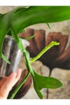 Epiphyllum Chrysocardium Atlas Çiçeği