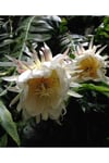 Epiphyllum Chrysocardium Atlas Çiçeği