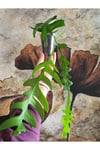 Epiphyllum Chrysocardium Atlas Çiçeği