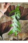 Epiphyllum Chrysocardium Atlas Çiçeği