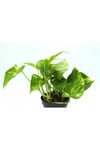 Epipremnum Potos Sarmaşığı Bitkisi Ev Bitkisi Ofis Bitkisi 10-20 cm