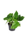 Epipremnum Potos Sarmaşığı Bitkisi Ev Bitkisi Ofis Bitkisi 10-20 cm